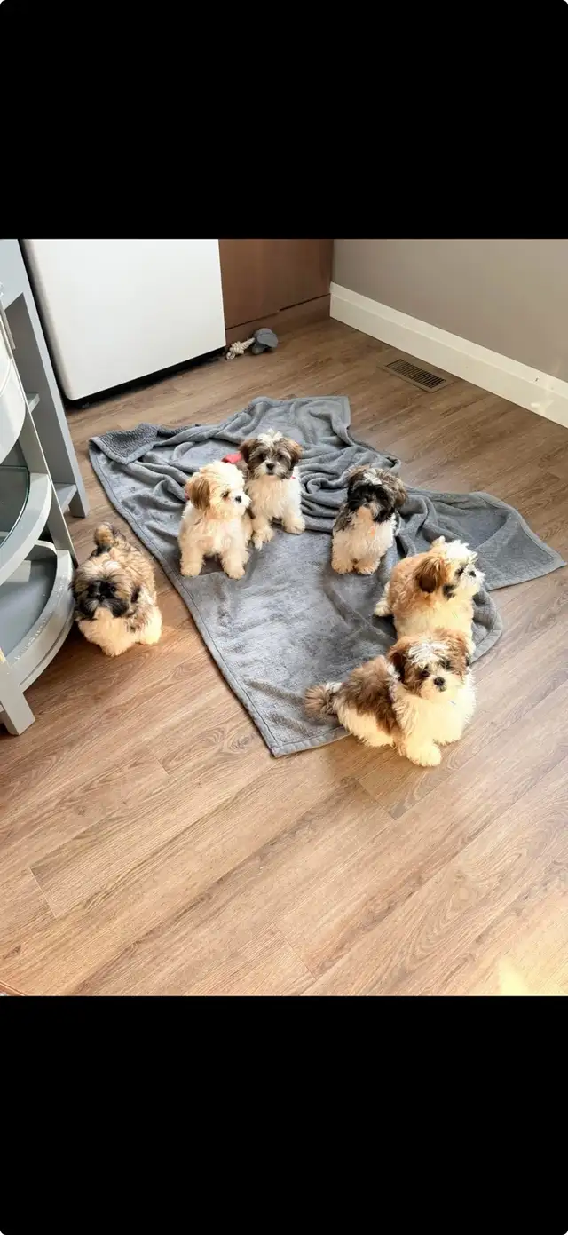 Shih Tzu Puppies