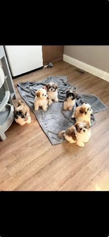 Shih Tzu Puppies