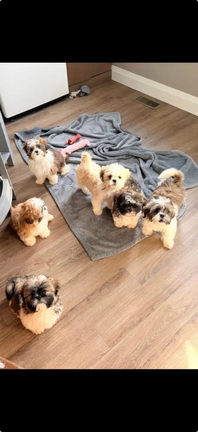 Shih Tzu Puppies - Photo 2
