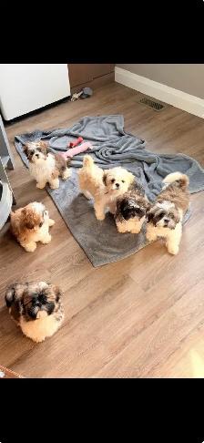 Shih Tzu Puppies - Photo 2