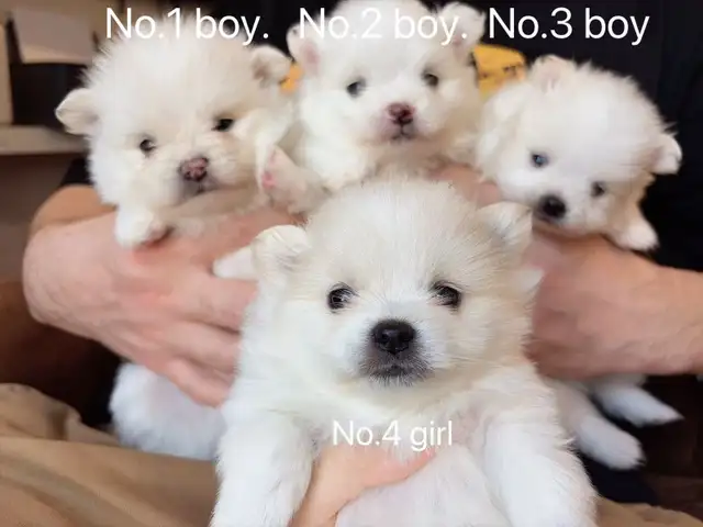 Snow White Toy size Pomeranian puppies