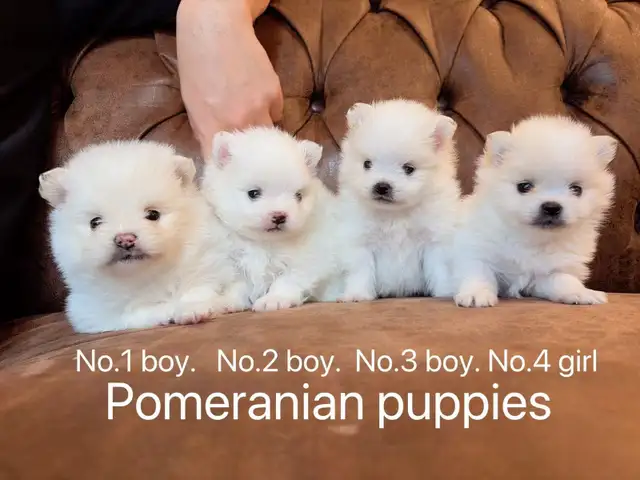 Snow White Toy size Pomeranian puppies - Photo 2