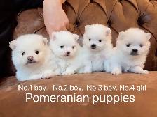 Snow White Toy size Pomeranian puppies - Photo 2