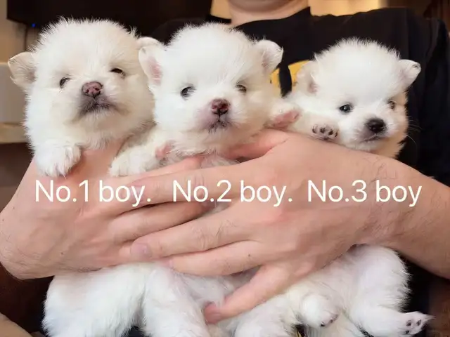 Snow White Toy size Pomeranian puppies - Photo 3
