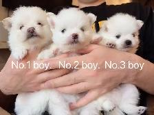 Snow White Toy size Pomeranian puppies - Photo 3