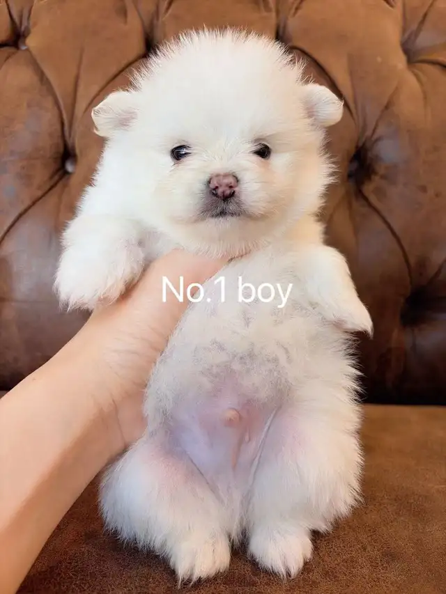 Snow White Toy size Pomeranian puppies - Photo 4