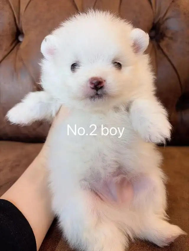 Snow White Toy size Pomeranian puppies - Photo 5