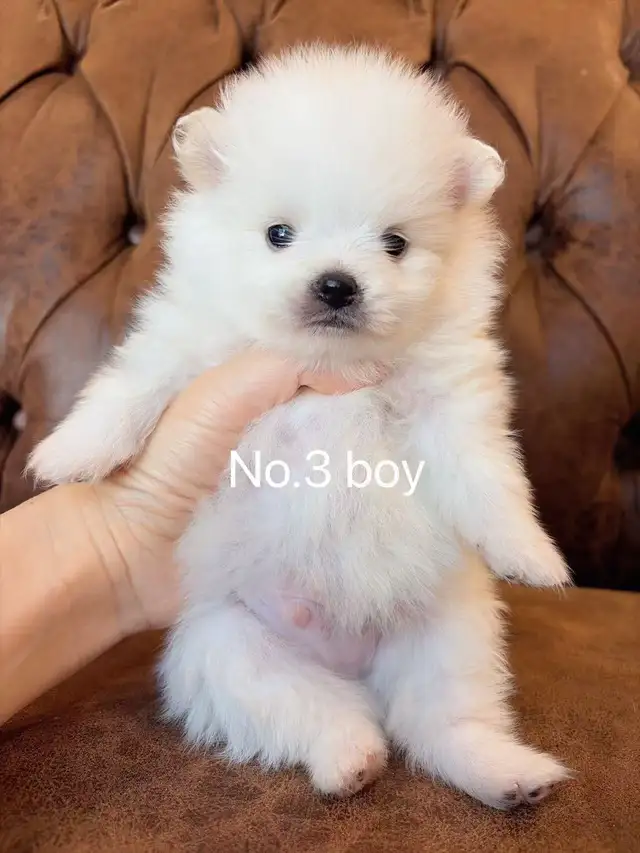 Snow White Toy size Pomeranian puppies - Photo 6