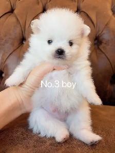 Snow White Toy size Pomeranian puppies - Photo 6