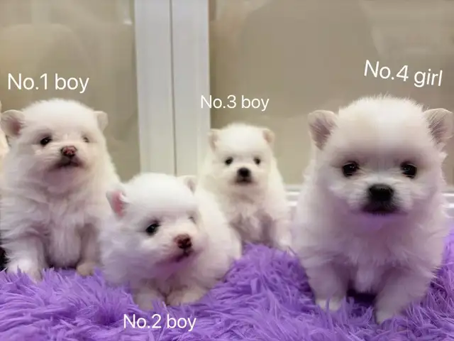 Snow White Toy size Pomeranian puppies - Photo 7