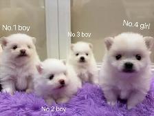 Snow White Toy size Pomeranian puppies - Photo 7
