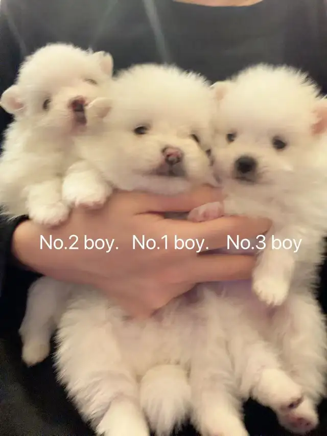 Snow White Toy size Pomeranian puppies - Photo 8