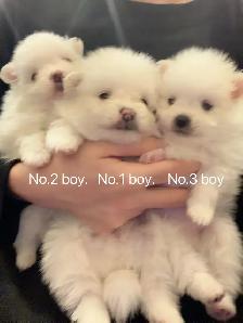 Snow White Toy size Pomeranian puppies - Photo 8