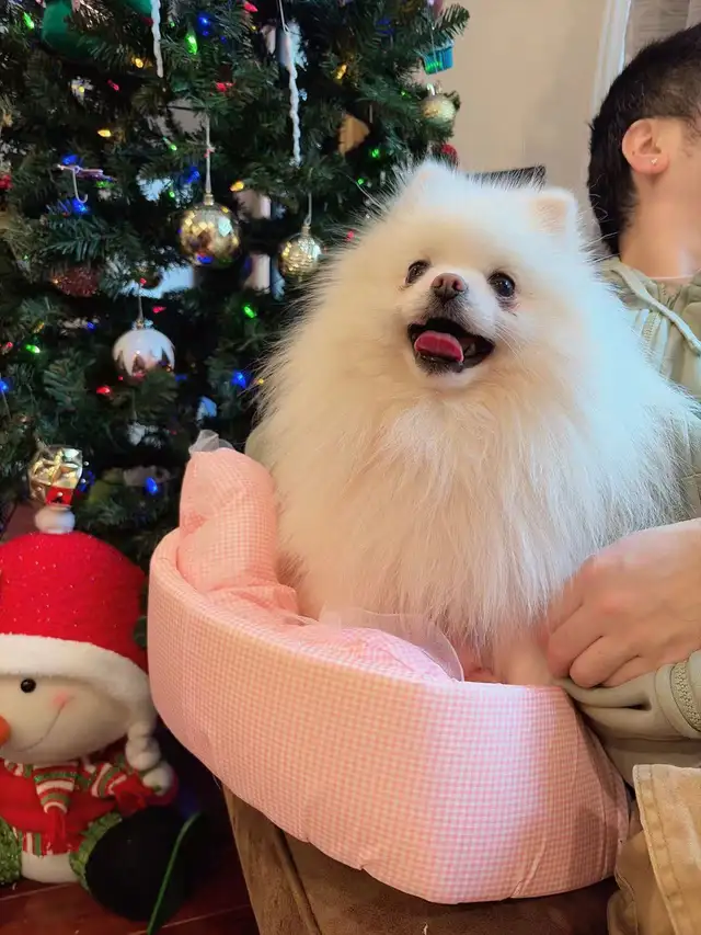 Snow White Toy size Pomeranian puppies - Photo 9