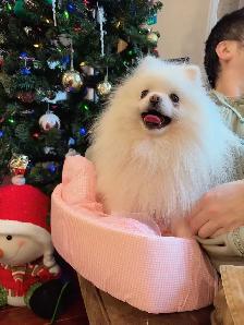 Snow White Toy size Pomeranian puppies - Photo 9