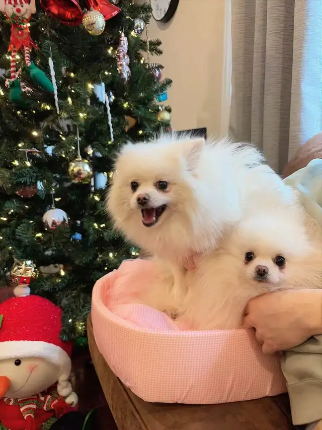 Snow White Toy size Pomeranian puppies - Photo 10