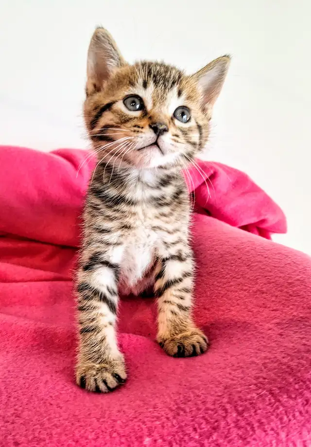 Adorable Hypoallergenic Bengal Kittens for Adoption