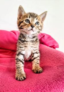 Adorable Hypoallergenic Bengal Kittens for Adoption