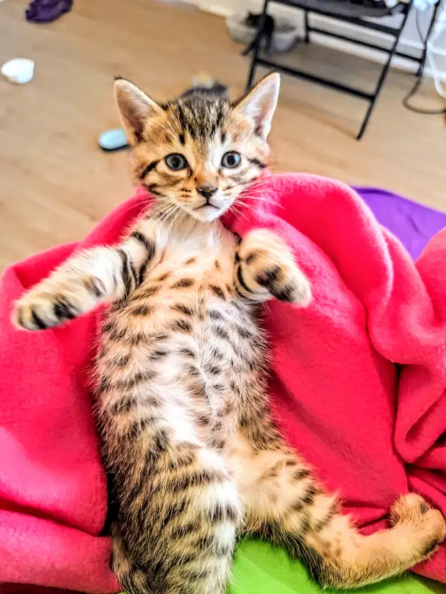 Adorable Hypoallergenic Bengal Kittens for Adoption - Photo 2
