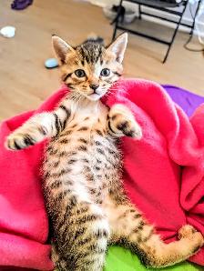 Adorable Hypoallergenic Bengal Kittens for Adoption - Photo 2