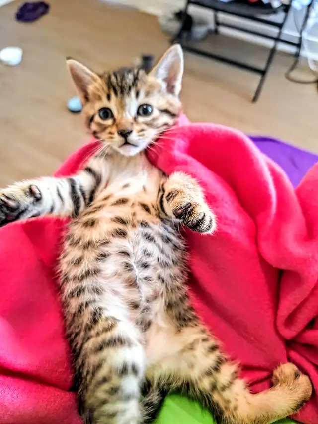Adorable Hypoallergenic Bengal Kittens for Adoption - Photo 3