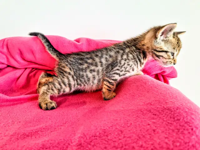 Adorable Hypoallergenic Bengal Kittens for Adoption - Photo 4