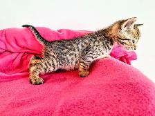 Adorable Hypoallergenic Bengal Kittens for Adoption - Photo 4