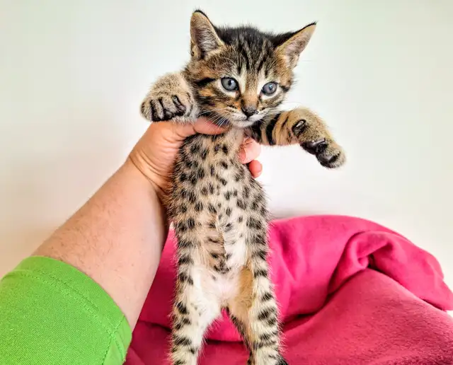Adorable Hypoallergenic Bengal Kittens for Adoption - Photo 5