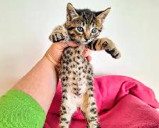Adorable Hypoallergenic Bengal Kittens for Adoption - Photo 5