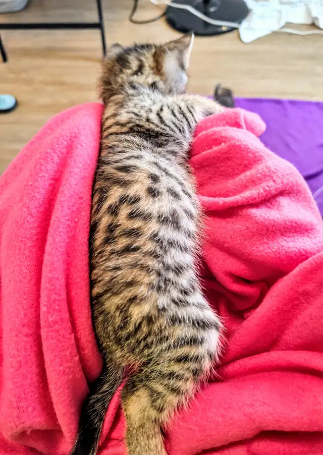 Adorable Hypoallergenic Bengal Kittens for Adoption - Photo 6