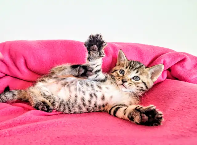 Adorable Hypoallergenic Bengal Kittens for Adoption - Photo 7