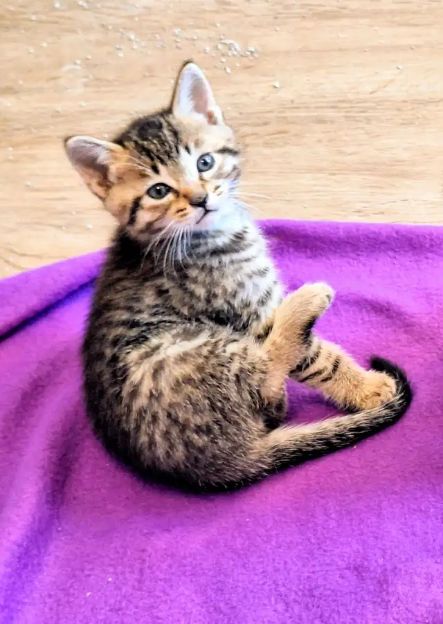 Adorable Hypoallergenic Bengal Kittens for Adoption - Photo 8