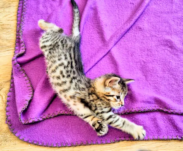 Adorable Hypoallergenic Bengal Kittens for Adoption - Photo 9