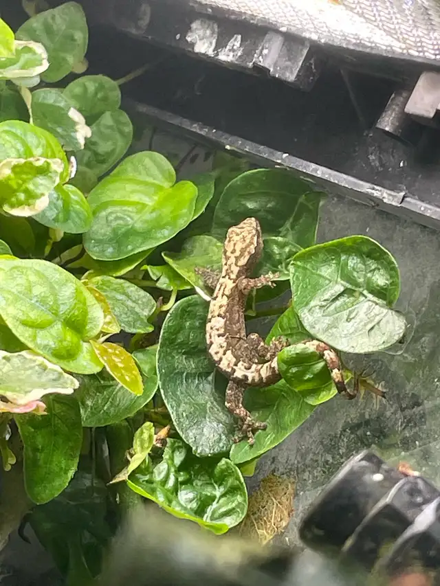 Juvenile Mourning Geckos for sale
