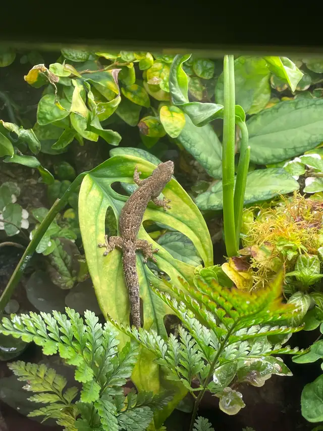 Juvenile Mourning Geckos for sale - Photo 2
