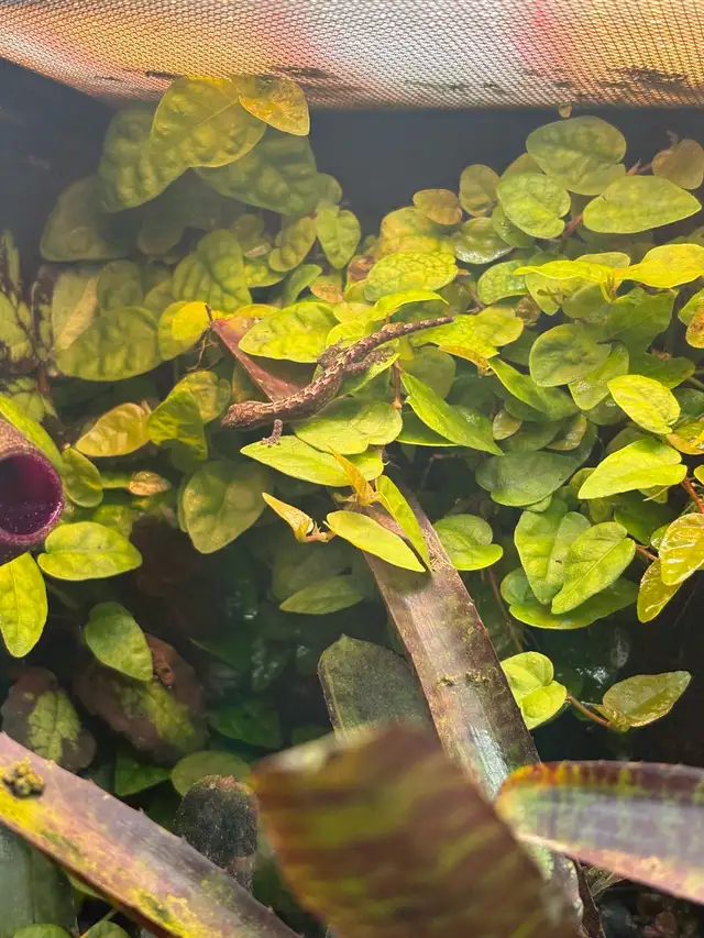 Juvenile Mourning Geckos for sale - Photo 3