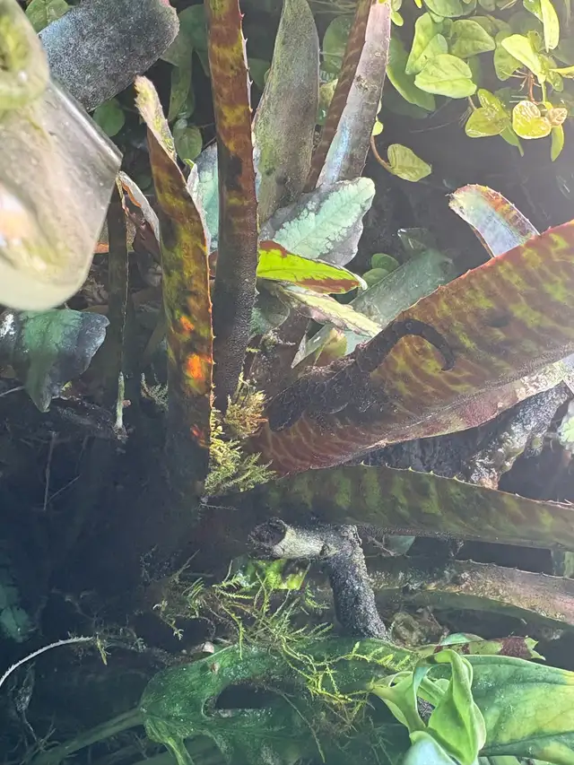 Juvenile Mourning Geckos for sale - Photo 4