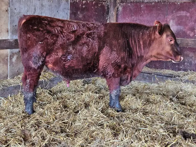 Yearling Red Angus bulls