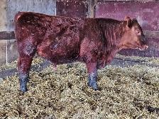 Yearling Red Angus bulls