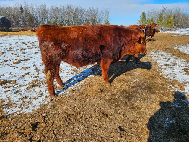 Yearling Red Angus bulls - Photo 2