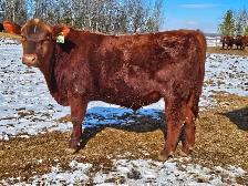 Yearling Red Angus bulls - Photo 3