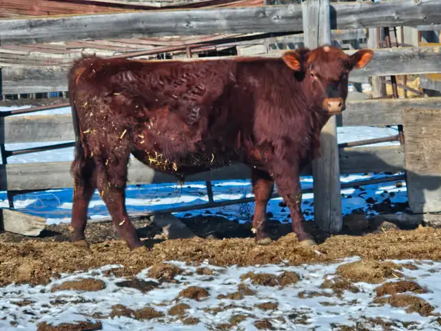 Yearling Red Angus bulls - Photo 4