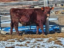 Yearling Red Angus bulls - Photo 4