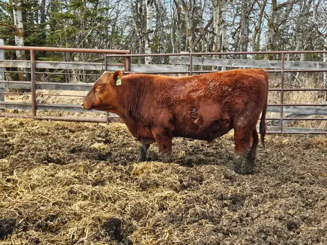 Yearling Red Angus bulls - Photo 5