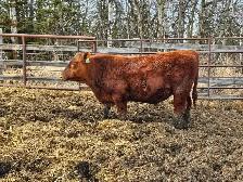 Yearling Red Angus bulls - Photo 5