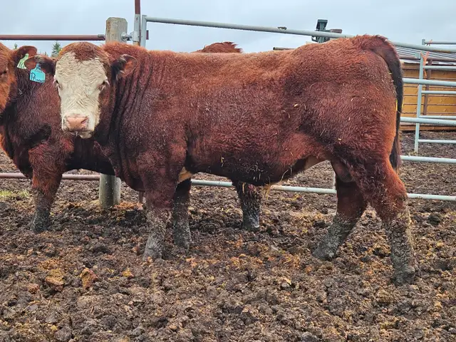 Yearling Red Angus bulls - Photo 6
