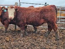 Yearling Red Angus bulls - Photo 6