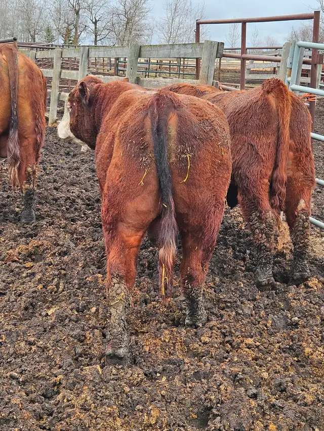 Yearling Red Angus bulls - Photo 7