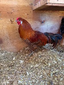 Gold Deathlayer Rooster