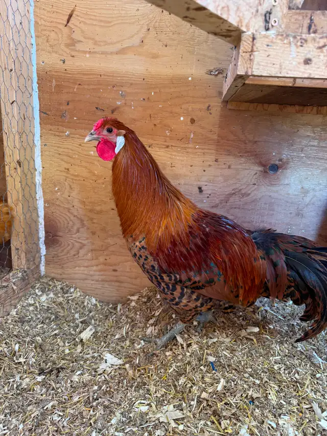 Gold Deathlayer Rooster - Photo 2